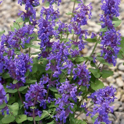 VibeX XLL-69 - Lemon Catnip Herb - (1500 Seeds) Seed(1500 per packet)