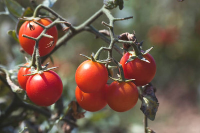 Iris Hybrid Seeds tomato Seed(135 per packet)