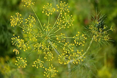 CYBEXIS NDIR-85 - Dill Alligator Giant - (750 Seeds) Seed(750 per packet)
