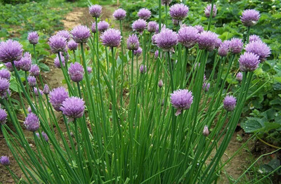KNESSiN Open-Pollinated Common Chive Seeds For Gardening-(2400 Seeds) Seed(2400 per packet)