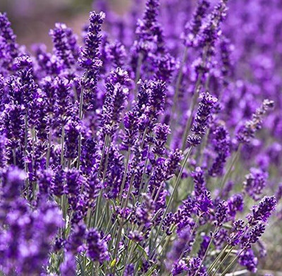 ActrovaX Lavender Rare Flower [400 Seeds] Seed(400 per packet)