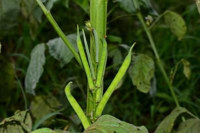 XOLDAA CLUSTER BEANS SEEDS Seed(40 per packet)