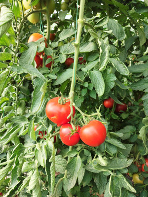 SUNWAN tomato Seed(85 per packet)