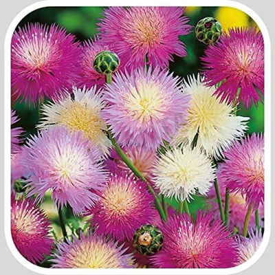 Aywal Sweet Sultan Flower Mixed Seed(110 per packet)