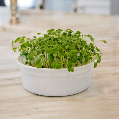 CYBEXIS XL-63 - Brown Mustard Sprouting - (2250 Seeds) Seed(2250 per packet)