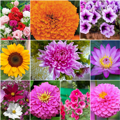 DEYS AGRO ™ flower seeds hybrid mix combo 10 variety Seed(123 per packet)