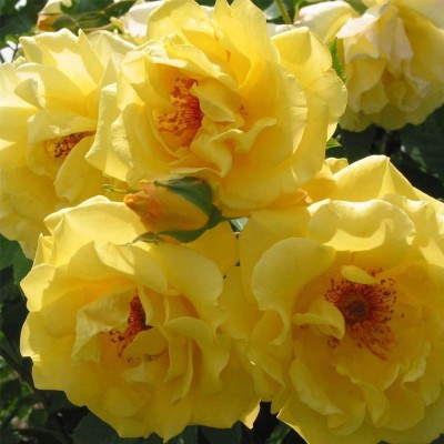 CYBEXIS VXI-2 - Yellow Climbing Rose - (300 Seeds) Seed(300 per packet)