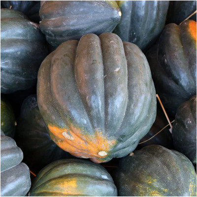 Biosnyg IAIR-6 Table King Acorn Winter Squash (Cucurbita Pepo)-[100 Seeds] Seed(100 per packet)