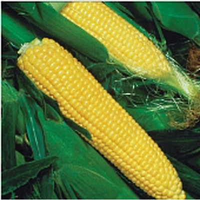 WILLVINE PUSA -VI F1 Hybrid Partap Kanchan Sweet Corn -[50g] Seed(200 per packet)