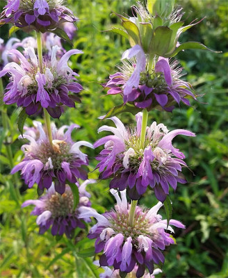 Qualtivate PUAS-1A Lemon Mint Bee Balm/Monarda Flower Seed(200 per packet)