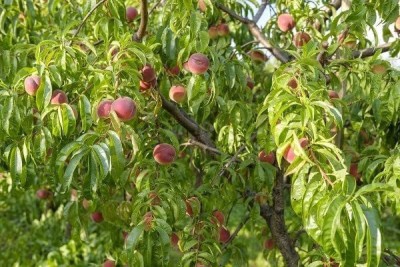 ACCELCROP Peach Cherry Fruit Seed(9 per packet)