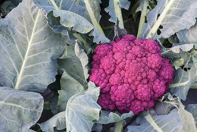 xcentax white cauliflower,gobhee seeds Seed(15 per packet)