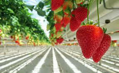 XOLDAA XOLDAA F1quality hybrid strawberry seeds Seed(55 per packet)