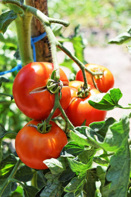 Desi Nushke tomato Seed(85 per packet)