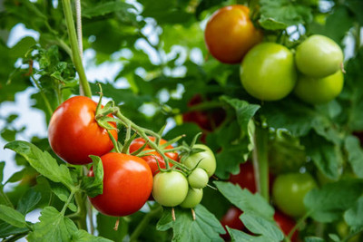 RoyalGardening tomato Seed(105 per packet)