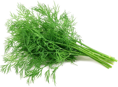GRAXY Teddybear Dill Dwarf Fernleaf Dillweed Seed(200 per packet)