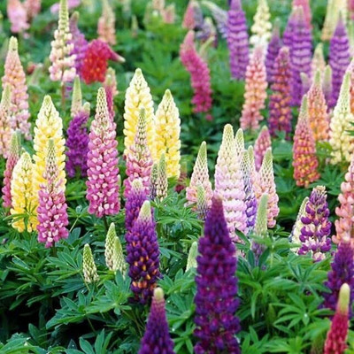 Aywal Lupin Pixie Dwarft Mixed Flower Seed(20 per packet)