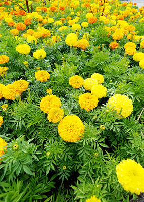 RUKDA marigold/gende ka phool flower seeds Seed(75 per packet)