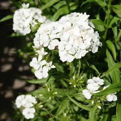 Epazo Sweet William Flower Seed(80 per packet)