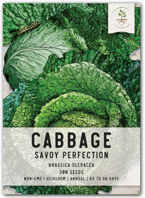 WILLVINE PAU -XI Savoy Perfection Cabbage Seeds [50g] Seed(15000 per packet)