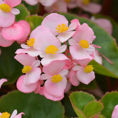 CYBEXIS VXI-36 - Fibrous Begonia Cocktail Series Plant - (30 Seeds) Seed(30 per packet)