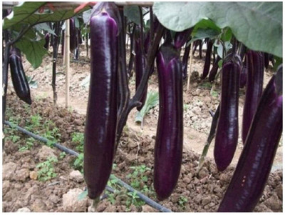 Aywal Hybrid F1 Brinjal Long Purple Seed(450 per packet)