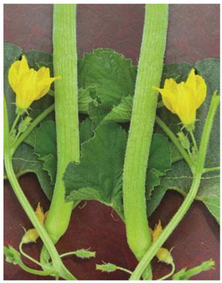 Quentova Kakri Seeds, Cucumber Kakdi Seeds-SD-80-1Q-VDI-4F Seed(200 per packet)