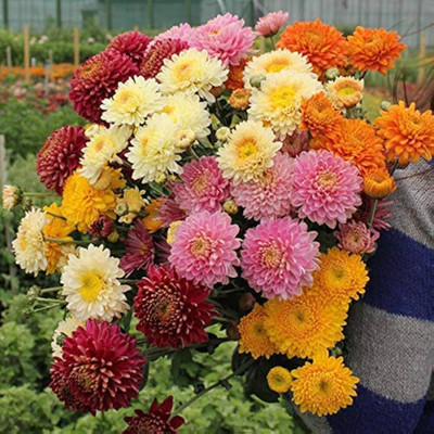 ibains Chrysanthemum seeds Seed(11 per packet)