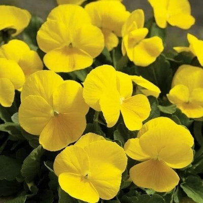 Aywal Pansy Swiss Gaint Seed(60 per packet)