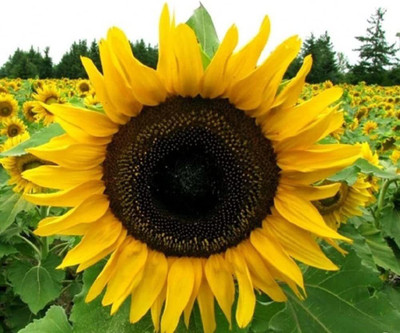CYBEXIS XLL-1 - Sunflower - (1350 Seeds) Seed(1350 per packet)