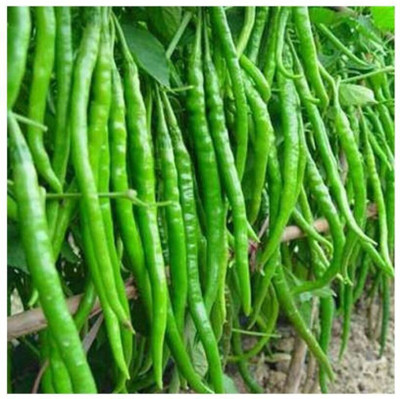 granthi Long Chilli हरी मिर्च Seed(300 per packet)