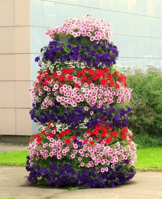 VibeX LXI-56 - Petunia Unicum Rainbow Cascade - Flower Mix - (540 Seeds) Seed(540 per packet)