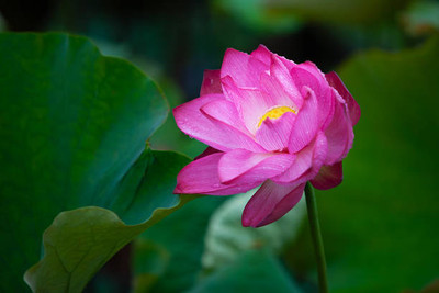 Urancia lotus,kamal gatta Seed(15 per packet)