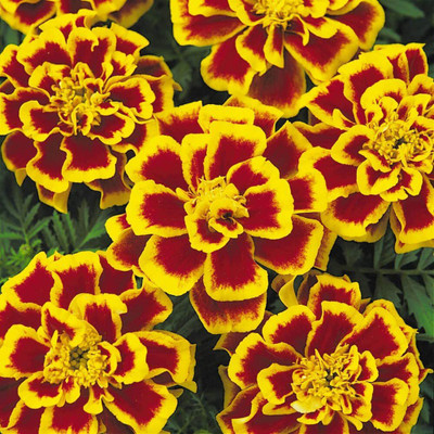 CYBEXIS XLR-6 - Durango Bee French Marigold - (2250 Seeds) Seed(2250 per packet)