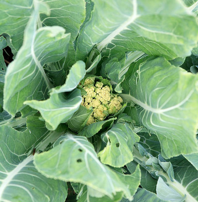 Pihu Enterprises white cauliflower,gobhee seeds Seed(30 per packet)