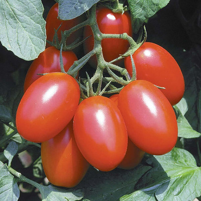 Biosnyg Fast Growing Juliet Tomato Vegetable Seeds For Gardening - (4000 Seeds) Seed(4000 per packet)