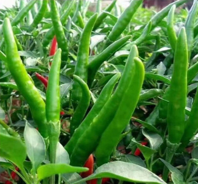 Wellspring CW47 CHILLI (MIRCH OR MIRCHI) SEED BEST QUALITY F1 HYBRID PRODUCER CHOICE SEED FOR YOUR HOME GARDENING. CHILLI IS FROM SOLANACEAE FAMILY AND ITS SCIENTIFIC NAME IS CAPSICUM FRUTESCENS. CHILLI IS A SPICE PLANT PACK OF 1 (15O SEEDS) Seed(150 per packet)