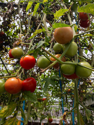 Brotherss Farm tomato Seed(60 per packet)