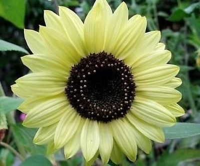 Lorvox sunflower beautiful flower hybrid Seed(140 per packet)