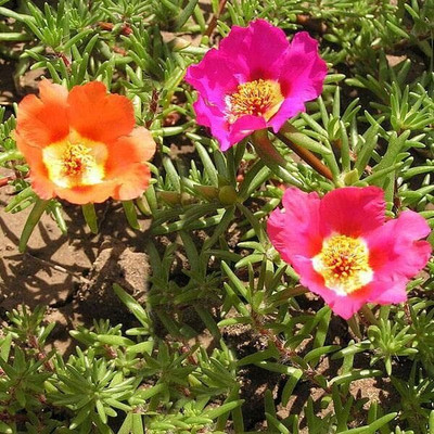 Aywal 12'o Clock Flower Seed(80 per packet)