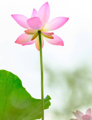 RUDAN lotus,kamal gatta Seed(11 per packet)