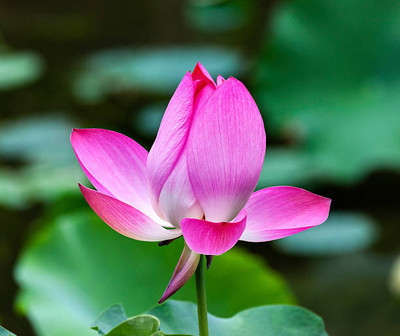 ActrovaX lotus,kamal gatta Seed(10 per packet)