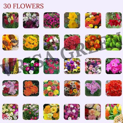 Vrisa Green 30-Flower Combo Pack for a Gorgeous Garden Paradise Seed(50 per packet)