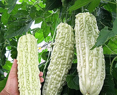 Qualtivate PUA-4A WHITE BITTER GOURD SEEDS Seed(50 per packet)