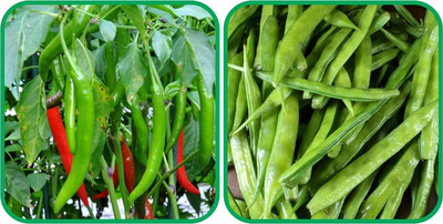 WILLVINE GBPUT -V Cluster Beans And Chilli[25gm, 5000 Seeds] Seed(5000 per packet)