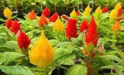 Aywal Celosia Pulmosa Flower -Mixed Color Flower Seed(70 per packet)