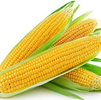 Qualtivate PUA-4A Corn Waxy Yellow Zea Mays Seed(400 per packet)