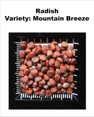 Qualtivate PUA-7A F1 Hybrid Radish Mountain Breeze Seed(300 per packet)