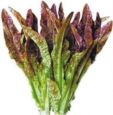 CYBEXIS Lactuca Sativa Lettuce Seeds 2000 Seeds Seed(2000 per packet)
