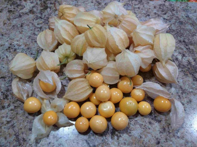 QALANDAR Ground Cherry - Aunt Molly's Seed(50 per packet)